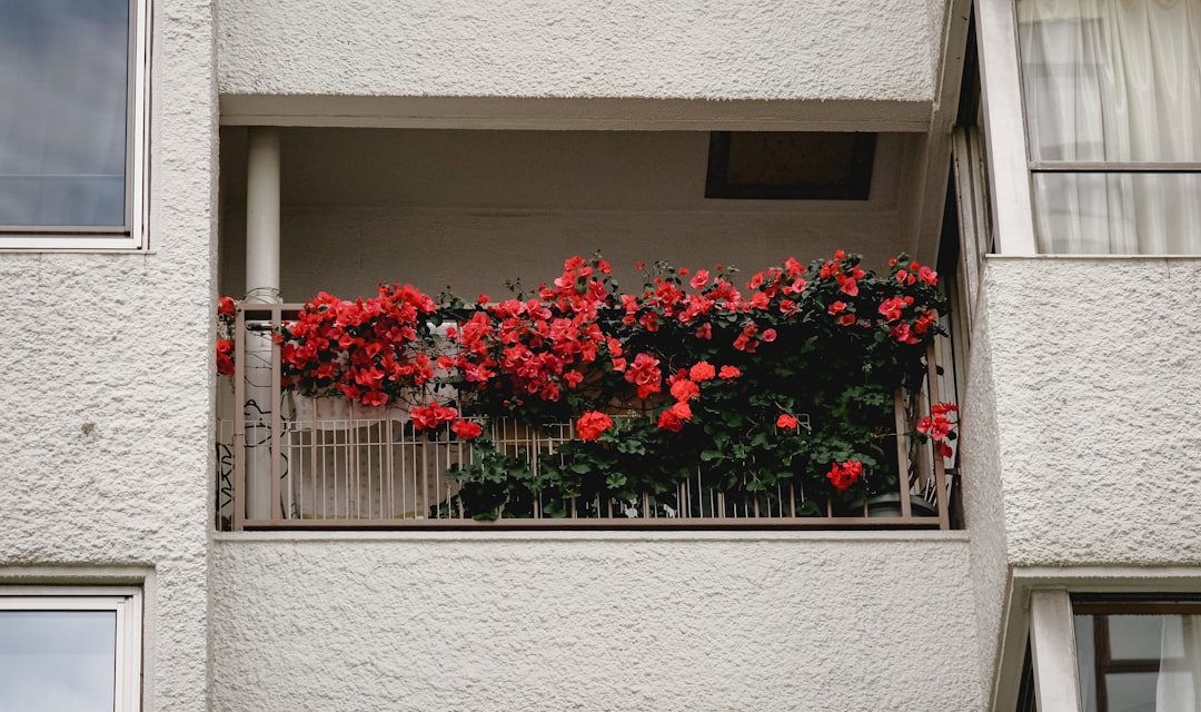 Jakie kwiaty na balkon?