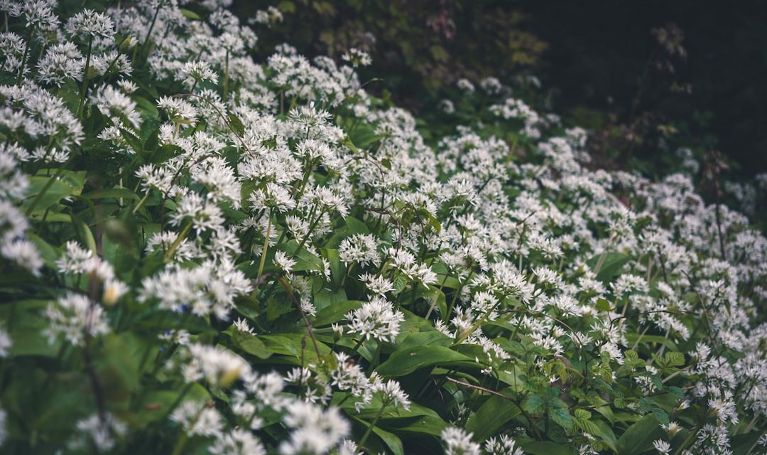 Najlepsze kwiaty do ogrodów naturalistycznych