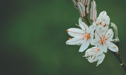 Jakie kwiaty odporne na zasolenie?