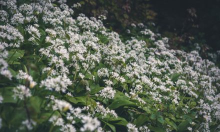 Najlepsze kwiaty do ogrodów naturalistycznych